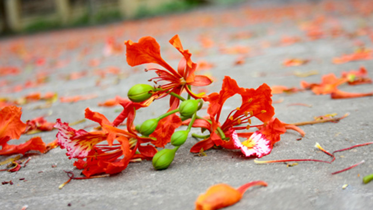 Nho mau hoa phuong.jpg