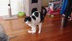 cat-cleaning-floor-giphy-resized.gif