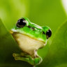 Green Frog
