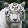 WhiteTiger