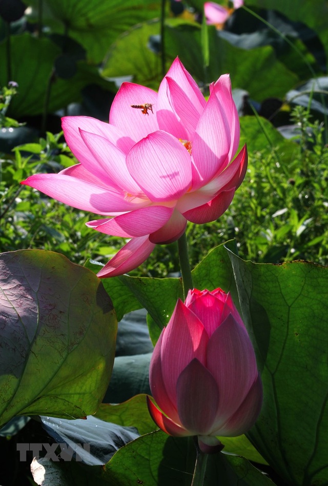 Sen hồng bung sắc giữa những làng quê đầy nắng và gió - 4