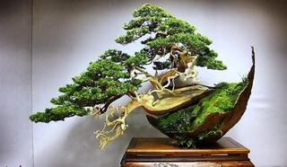 bonsai-cultura-y-tradicion.jpg