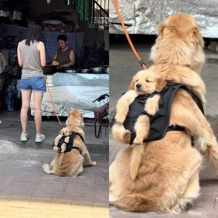 Tự đẻ, tự chịu trách nhiệm nha mẹ bỉm sữa!