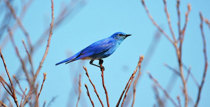 mountain-bluebird-614315.jpg