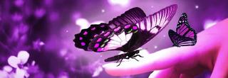 1150-purple-butterflies.jpg