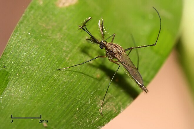 Muỗi Culex fasciata. Ảnh: OggiScienza 