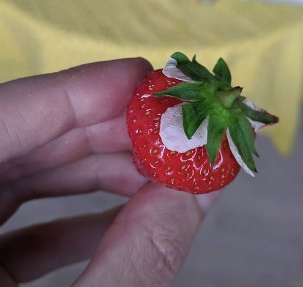 Những lần “mẹ thiên nhiên” đưa chúng ta đi hết từ bất ngờ này sang ngạc nhiên nọ, xem tới đâu bạn sẽ lác mắt tới đó (Phần 3) - Ảnh 13.