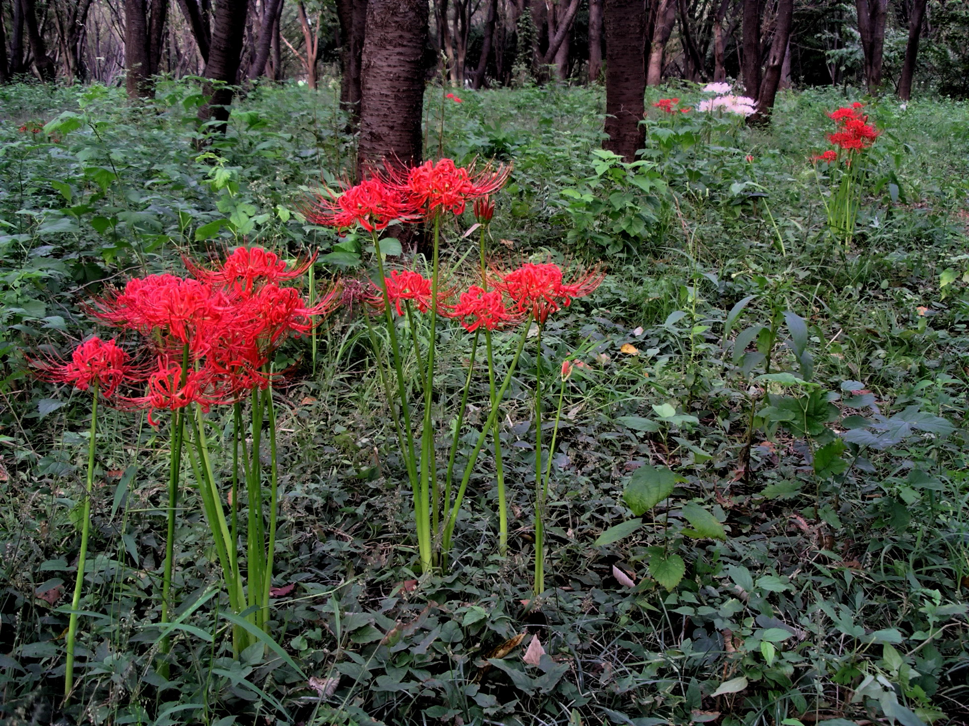 Lycoris_radiata_Higanbana_in_a_woods.jpg