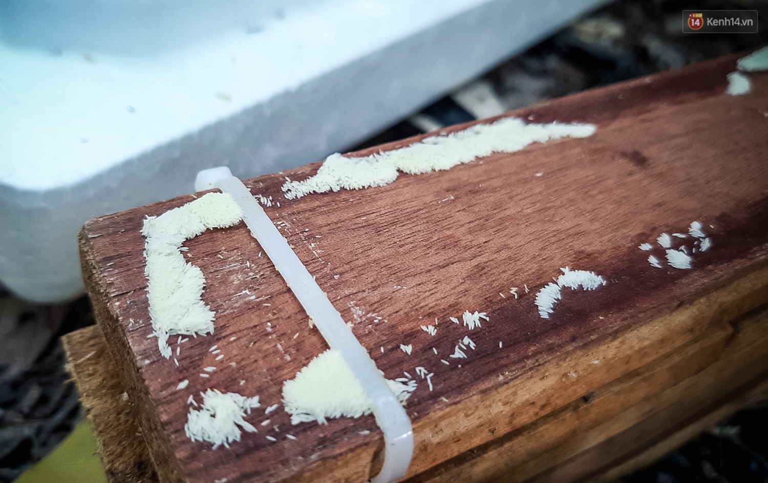 Chàng kỹ sư Sài Gòn bỏ việc về quê nuôi ruồi, doanh thu 80 triệu đồng/tháng: Từng bị gia đình phản đối, bạn bè cười nhạo - Ảnh 5.