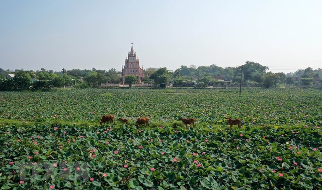 Sen hồng bung sắc giữa những làng quê đầy nắng và gió - 5