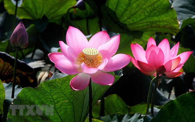 Sen hồng bung sắc giữa những làng quê đầy nắng và gió - 1