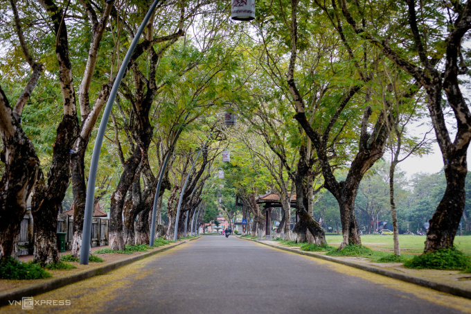 Mùa lá phượng bay cuối thu ở Huế