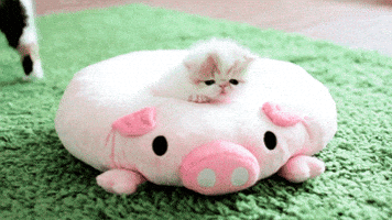 Cat Kitten GIF