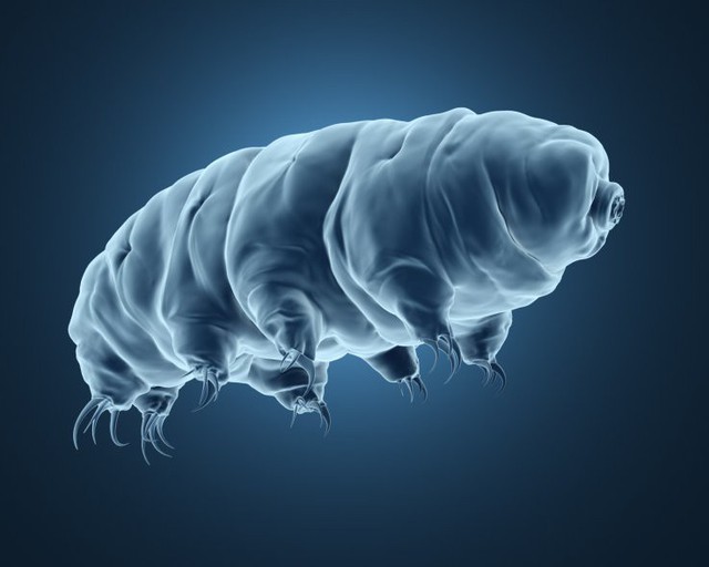 tardigrade-1569982442937482982570.jpg