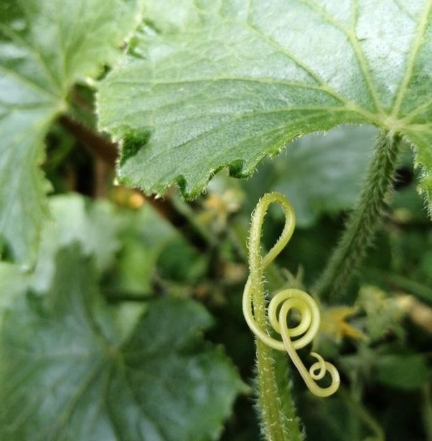 Những lần “mẹ thiên nhiên” đưa chúng ta đi hết từ bất ngờ này sang ngạc nhiên nọ, xem tới đâu bạn sẽ lác mắt tới đó (Phần 3) - Ảnh 1.
