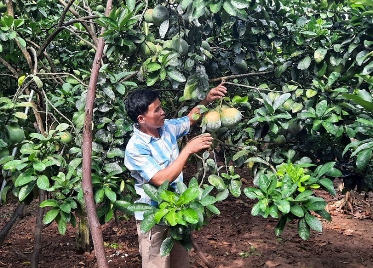 Với hai sào đất bố mẹ để lại, anh Quyết dùng trồng bưởi, mỗi năm cho thu nhập khoảng 60 triệu đồng. Ảnh: Duy Cừ.