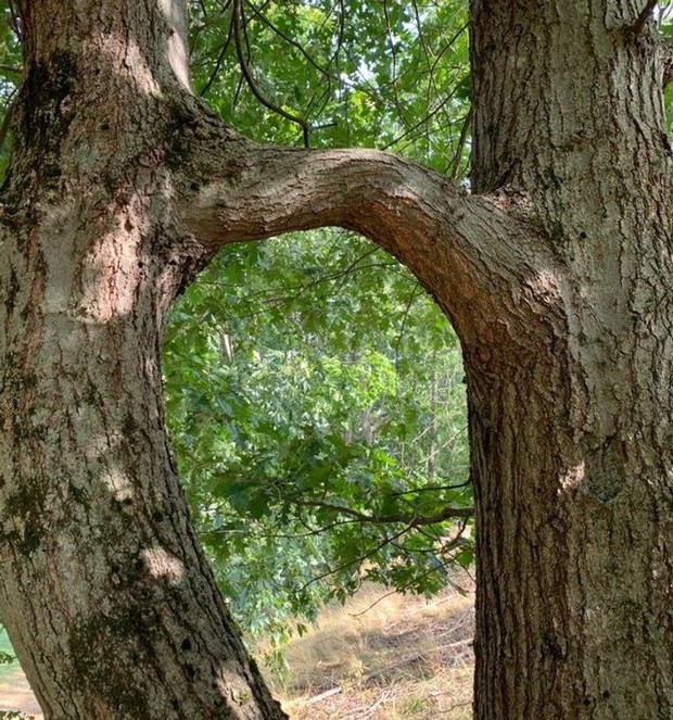 Những lần “mẹ thiên nhiên” đưa chúng ta đi hết từ bất ngờ này sang ngạc nhiên nọ, xem tới đâu bạn sẽ lác mắt tới đó (Phần 3) - Ảnh 7.