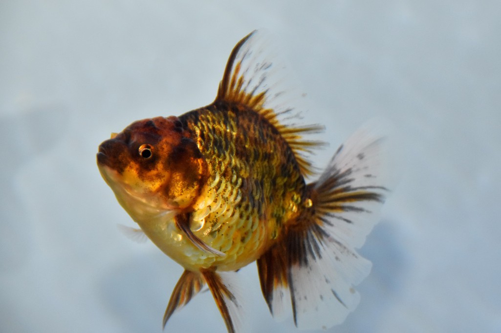 ca-vang-oranda-calico-8624-156834693669930211676.jpg