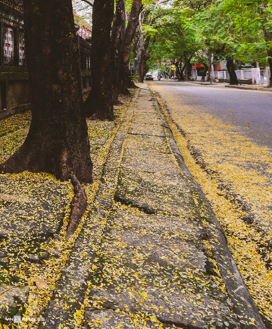 Mùa lá phượng bay cuối thu ở Huế