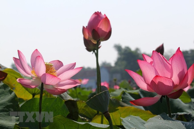 Sen hồng bung sắc giữa những làng quê đầy nắng và gió - 2