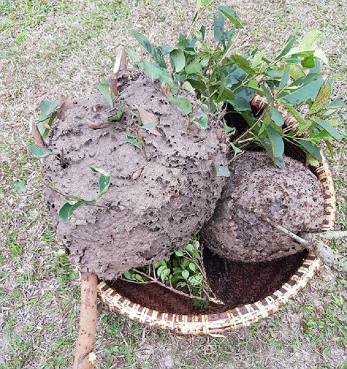 Xôi trứng kiến Lục Ngạn