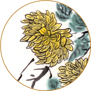 hoa-tu-quan-tu-chrysanthemum1.png