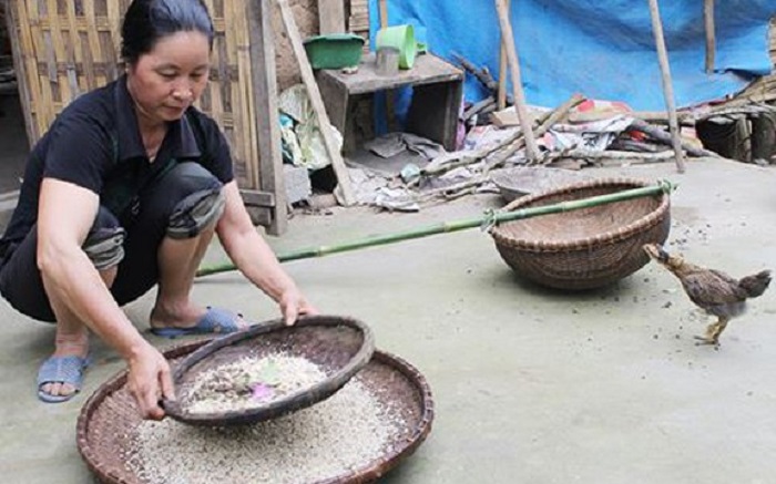 xôi trứng kiến Lục Ngạn