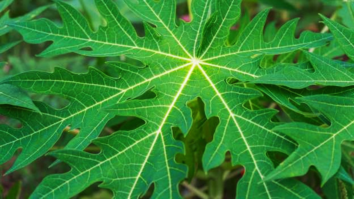 Uống nước lá đu đủ có tác dụng gì? Nên uống lá đu đủ tươi hay phơi khô?