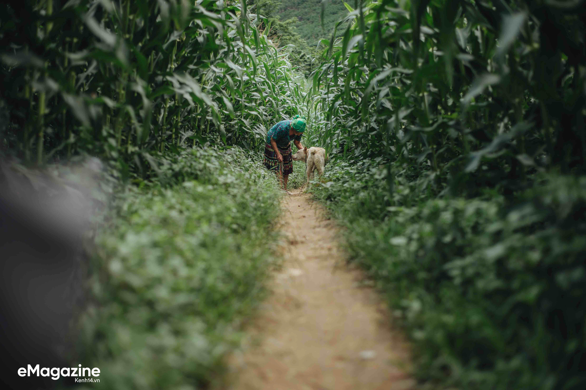 Cuộc đoàn tụ của cụ bà và con chó Cưng ở Hà Giang: Chó về rồi, bà không khóc nữa - Ảnh 8.