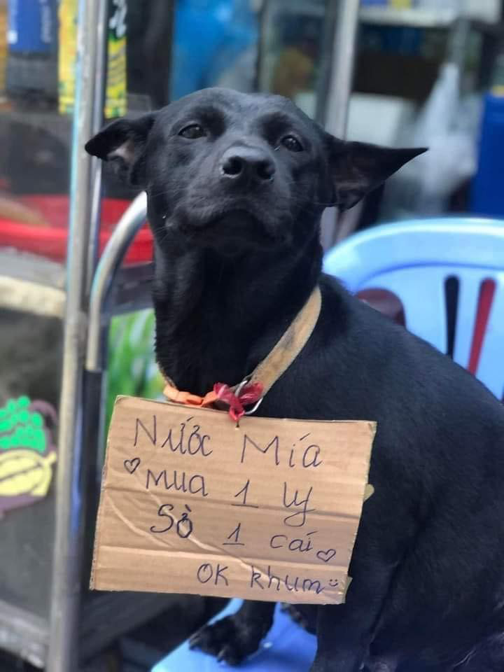 Ảnh vui 5-5: Khi buồn thì nên kiếm một cái cây - Ảnh 3.