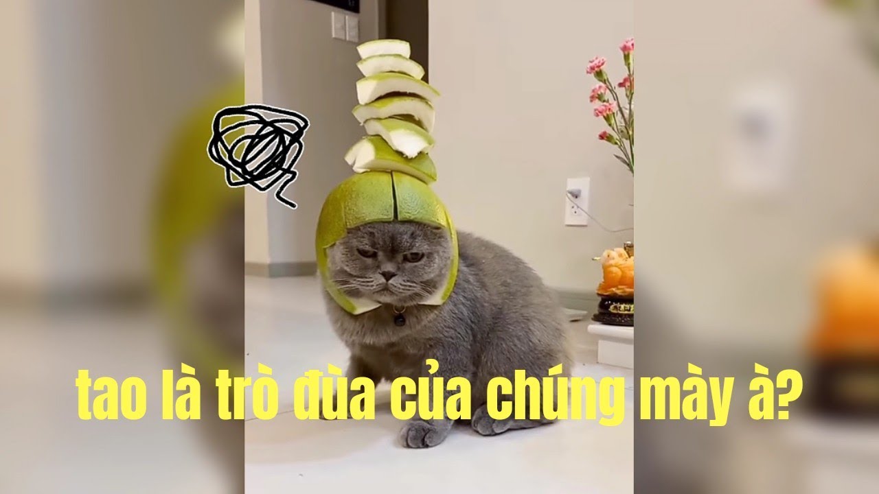 Tao Là Trò Đùa Của Chúng Mày À? Mèo Said - YouTube