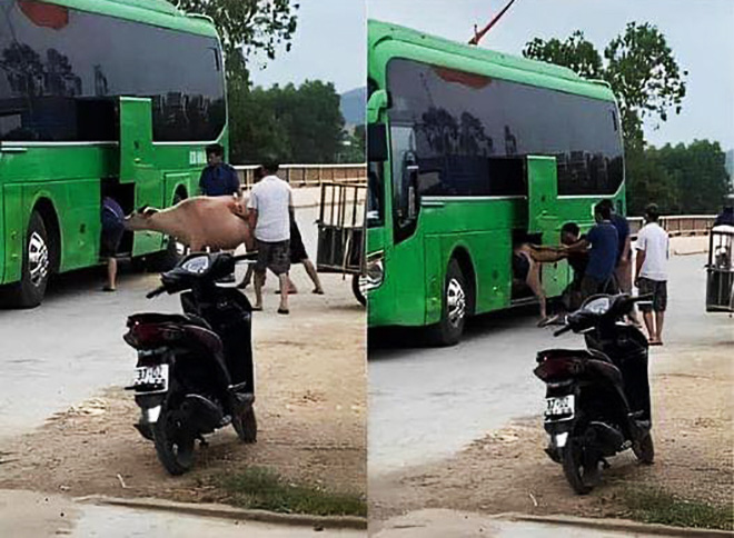 Khi con gái ở thành phố muốn ăn... thịt bò.