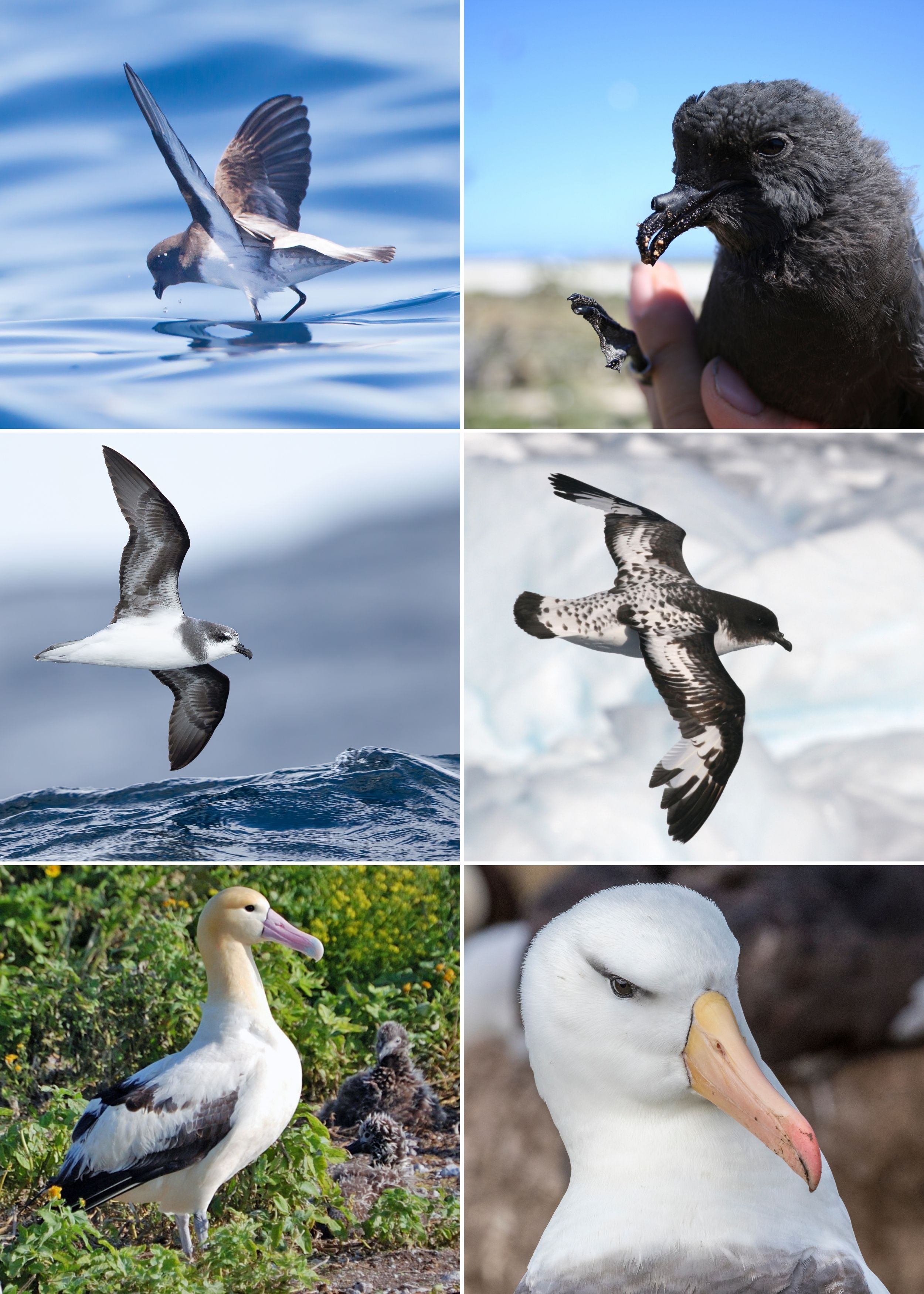 Procellariiformes_-_mosaic.jpg
