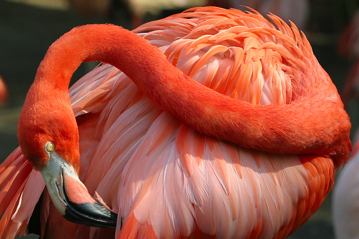 Lightmatter_flamingo2.jpg
