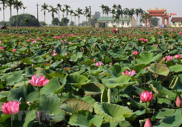 Sen hồng bung sắc giữa những làng quê đầy nắng và gió - 3