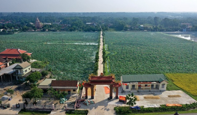 Sen hồng bung sắc giữa những làng quê đầy nắng và gió - 7