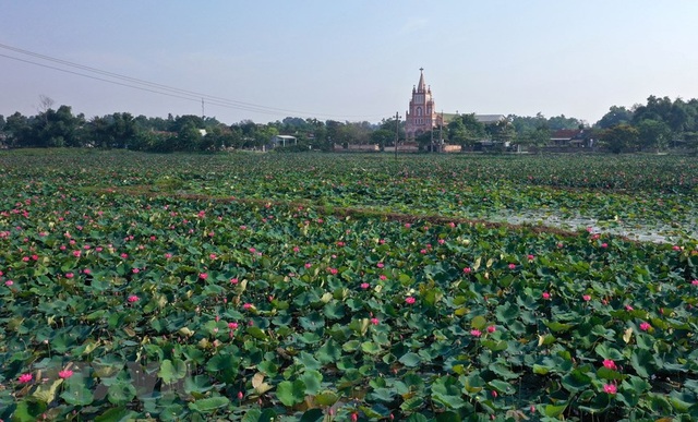 Sen hồng bung sắc giữa những làng quê đầy nắng và gió - 6