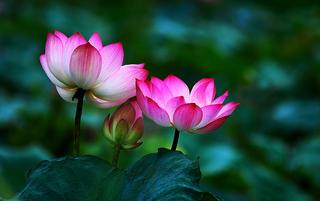 lotus-flower-buddha-wallpaper-_WSW1019901.jpg