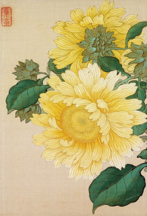 hoa-tu-quan-tu-chrysanthemum2-notzip.jpg