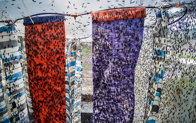 Chàng kỹ sư Sài Gòn bỏ việc về quê nuôi ruồi, doanh thu 80 triệu đồng/tháng: Từng bị gia đình phản đối, bạn bè cười nhạo - Ảnh 3.