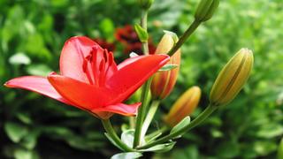 Peach-lily-flower-pictures-2647-915x515.jpg