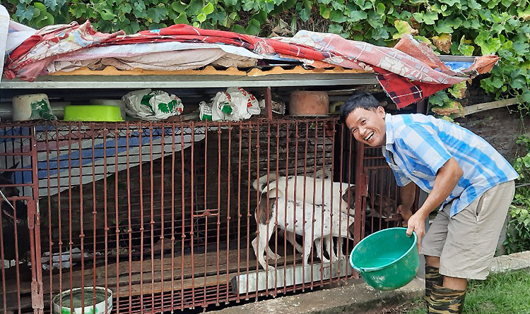 Hàng ngày, thay vì đua theo bạn nghiện, anh Quyết nuôi đàn chó, hơn 30 con gà và trồng bưởi. Anh vốn siêng năng nhưng ma túy biến anh thành người khác. Giờ cai được rồi, anh lại trở về đúng bản chất của mình, chị Hương, vợ anh nói. Ảnh: Phùng Cừ.