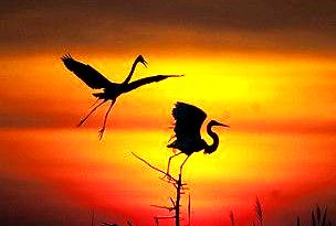 1ca0a281c9ea82e2fcfb16e4db4d0447-sunset-silhouette-bird-silhoue.jpg