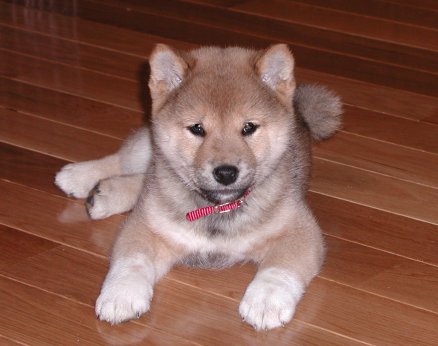 Fm_shiba_inu_puppy.jpg