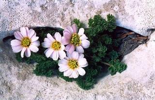  Dòng thơ họa của Nguyễn Thành Sáng &Tam Muội - Thơ họa Nguyễn Thành Sáng & Tam Muội (1) - Page 75 9edfb895186da9d0cb3aacb4e0d91d02-alpine-plants-beautiful-flower