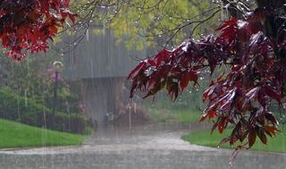 3309_Raining-in-my-neighborhood.jpg